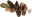 Mutfruit Sapling