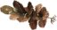 Mutfruit Sapling