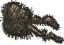 Xander Root